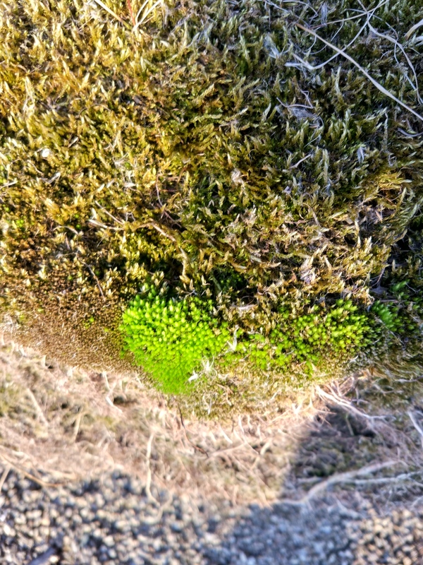 fresh moss - My, Moss, Nature, Longpost