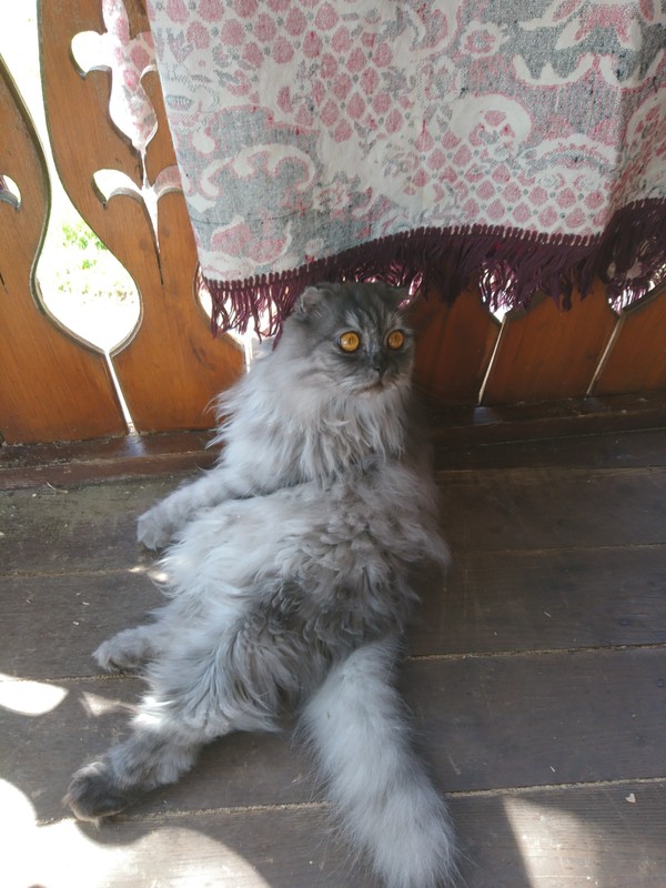 Opening of the summer season - My, Dacha, Open season, British cat, Longpost