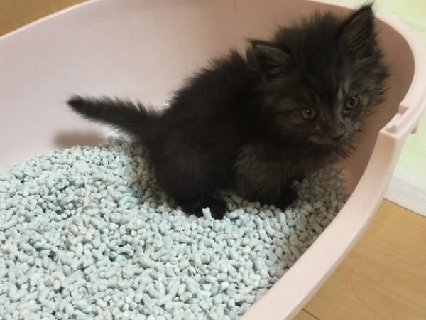 A kitten rescued from a muddy roadside has turned into a gorgeous cat with an unusual silver collar. - cat, The rescue, Japan, Longpost