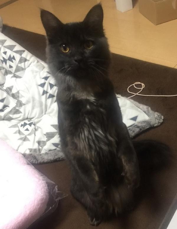 A kitten rescued from a muddy roadside has turned into a gorgeous cat with an unusual silver collar. - cat, The rescue, Japan, Longpost