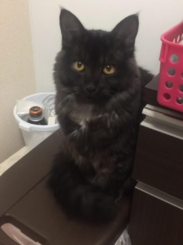 A kitten rescued from a muddy roadside has turned into a gorgeous cat with an unusual silver collar. - cat, The rescue, Japan, Longpost