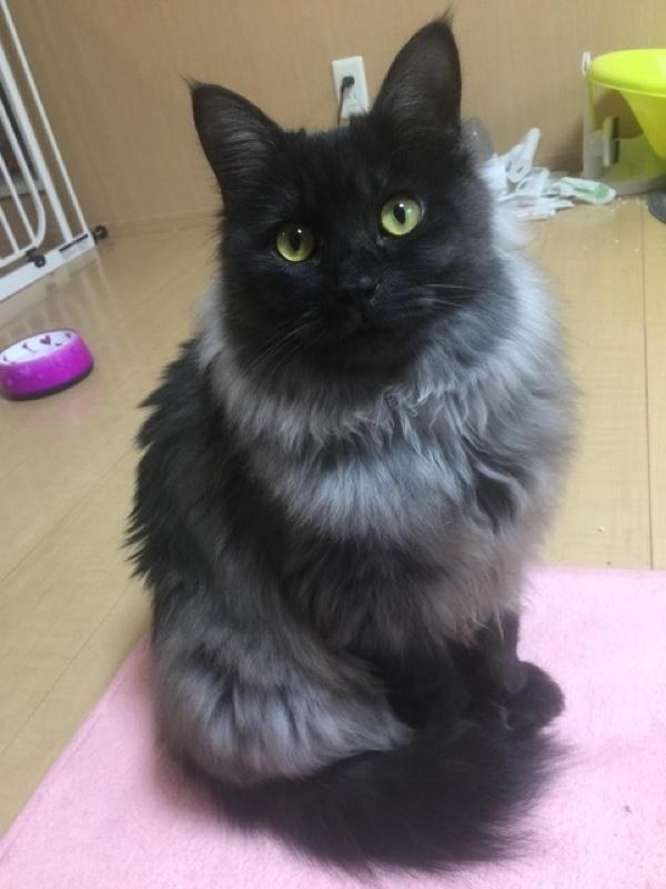 A kitten rescued from a muddy roadside has turned into a gorgeous cat with an unusual silver collar. - cat, The rescue, Japan, Longpost