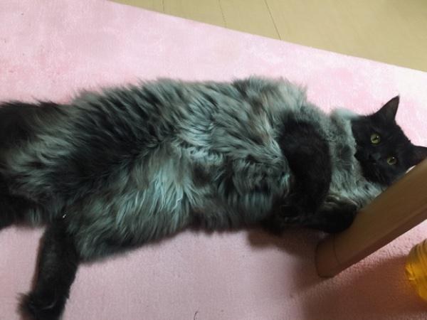 A kitten rescued from a muddy roadside has turned into a gorgeous cat with an unusual silver collar. - cat, The rescue, Japan, Longpost