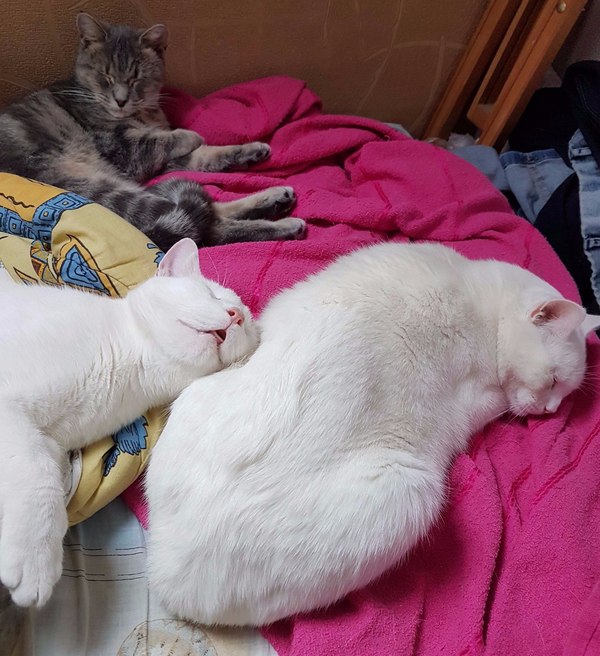 Сладкий обеденный сон