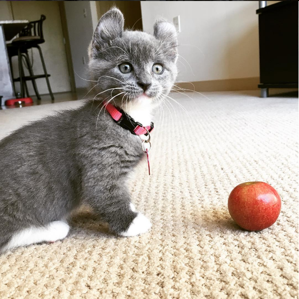 Котик для брата