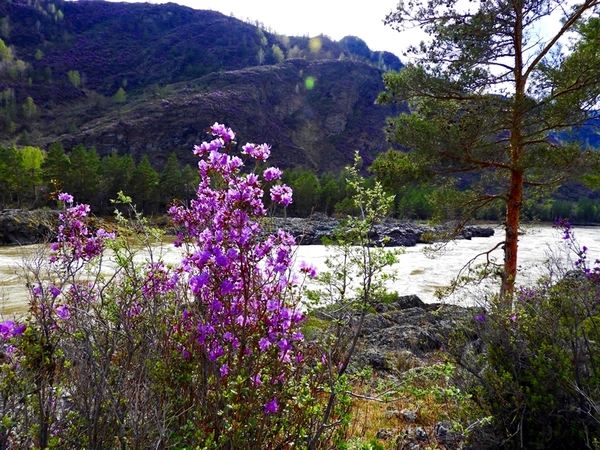 Flowering maral in Altai 2017 in 4K. - My, Altai, Mountain Altai, Katun, Maralnik, Video, Altai Republic