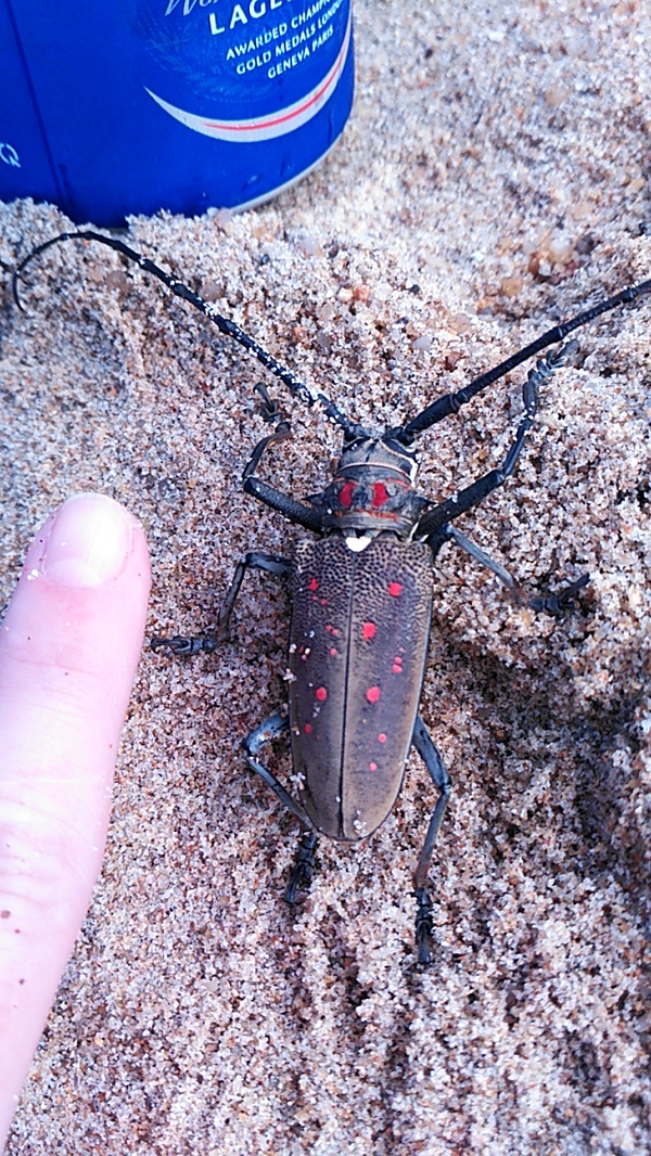 Oooh my beer! - My, GIF, The photo, Жуки, Insects, Asia, Longpost