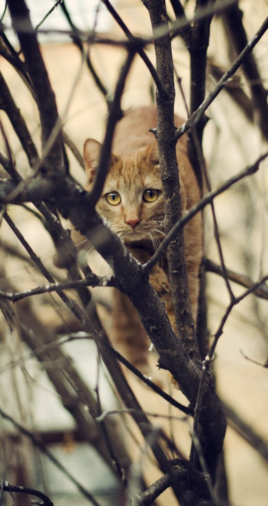 Few cats - My, cat, Town, Tree