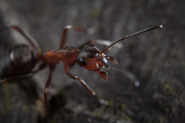 Ant - My, , Ants, Canon 5DM2, Macro photography