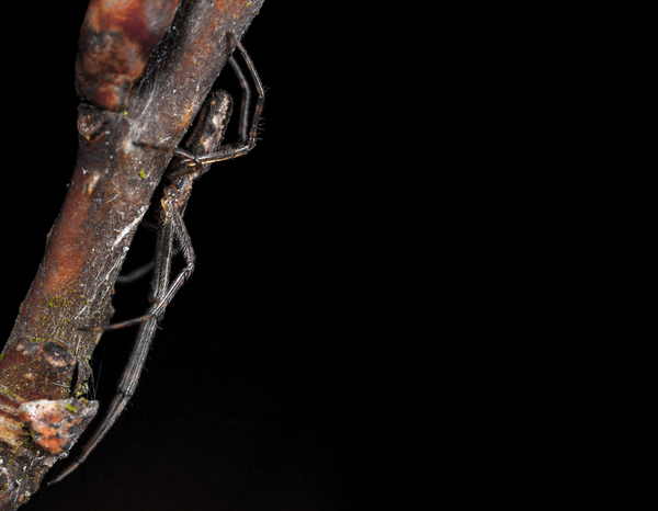 Spider №3349 - My, Spider, Macro, Arachnida, Canon 5DM2, Macro photography