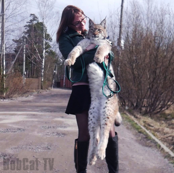 Trot vertically and horizontally - My, Lynx, Hannah, Katyavaleeva, Animals