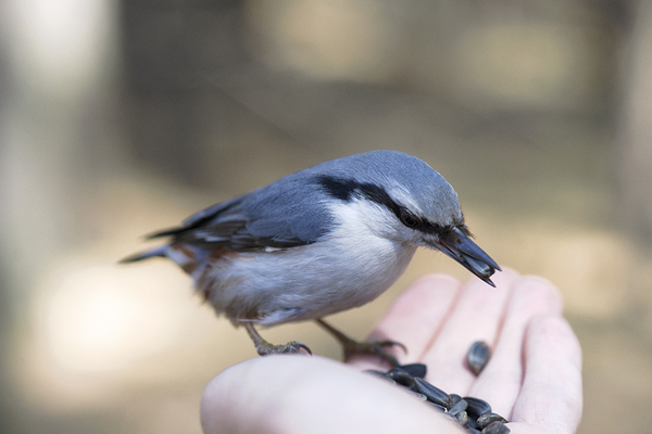 Almost a manual nuthatch - My, Photographer, The photo, , Photo hunting, wildlife, Milota, Video, Longpost