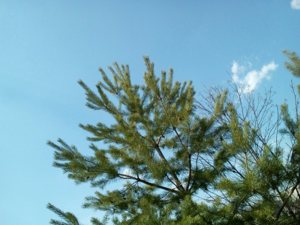 Yolka - My, Tree, Greenery, Sky