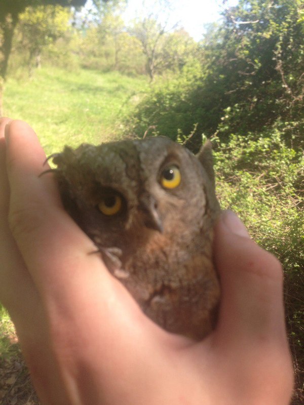 Oh this look - Owl, Nature, Sochi, Birds, Find, The photo, In contact with, Not mine