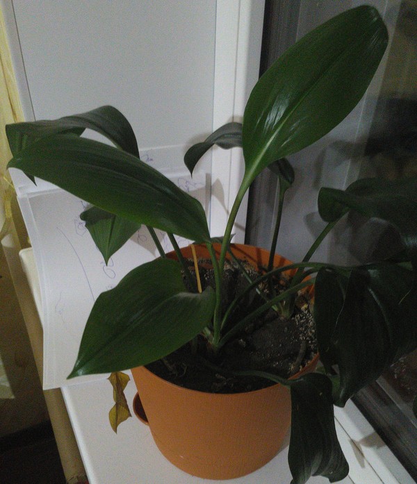 Tell me what kind of plants - Houseplants, , Plants, Longpost