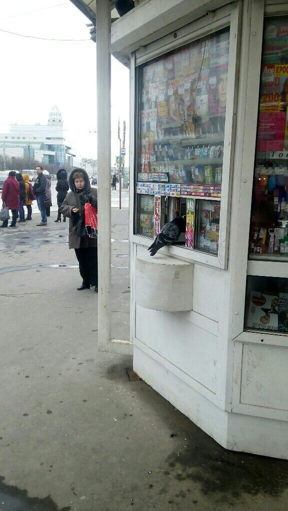 Scanwords please - Customer, Kiosk, Pigeon, Tver