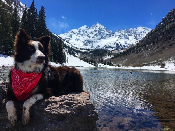 Rest on the lake. - Dog, Animals, Lake, Camping