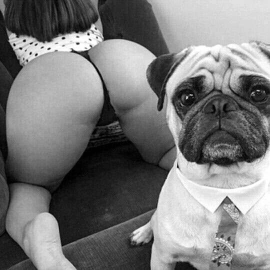 What's going on? o_o - NSFW, Black and white photo, Girls, Booty, Dog