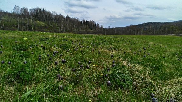 Vagaries of nature - My, Snow, May, Altai, Altai Republic