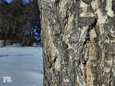 A little winter in your feed) - My, The nature of Russia, Winter, Longpost