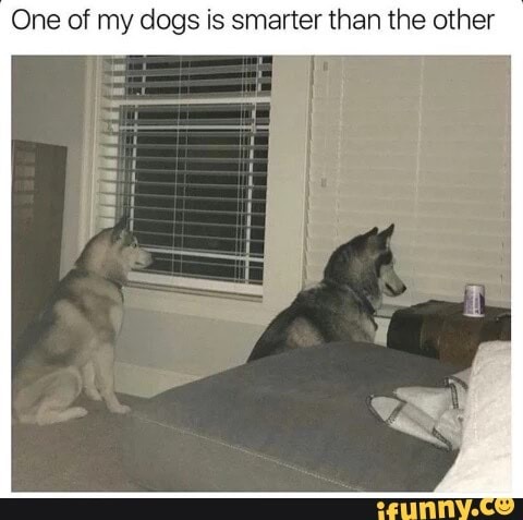 One of my dogs is smarter than the other - Dog, Window, Funny animals