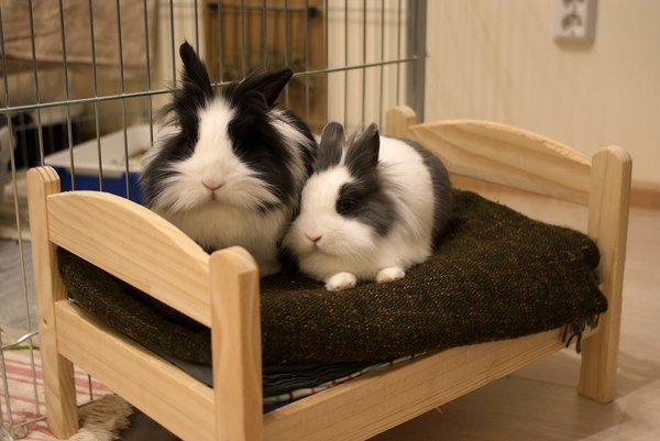Кроватка для кроликов
