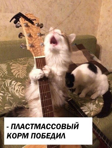 Letov's cat - Egor Letov, cat, Humor, The singers, Images, Rock, Longpost