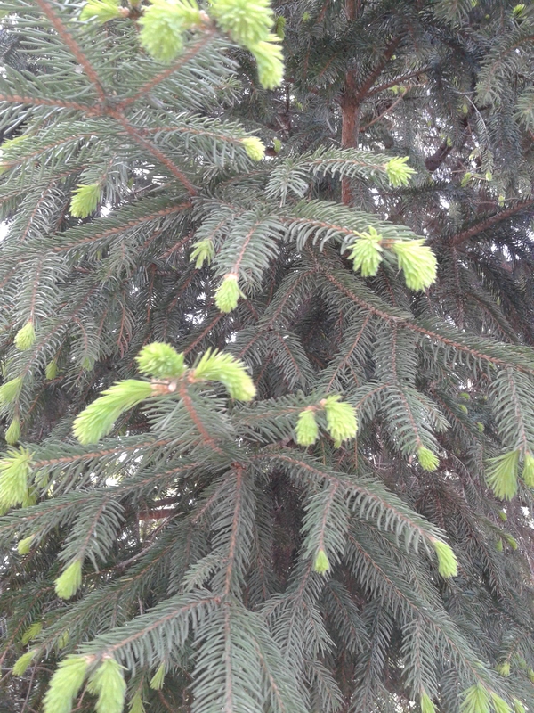 Spruce blossoms - My, , Dacha, Longpost