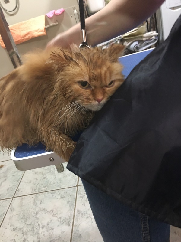 Рада грумингу