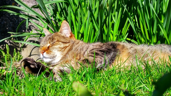 Майского кота Вам в ленту. - Длиннопост, Милота, Весна, Питомец, Кот, Домашние животные, Моё, Домашний любимец