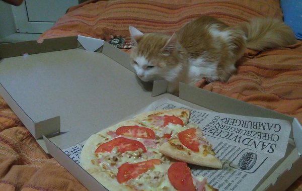 When your cat loves pizza boxes...and of course pizza - Box, Redheads, Pizza, My, Food, Catomafia, cat