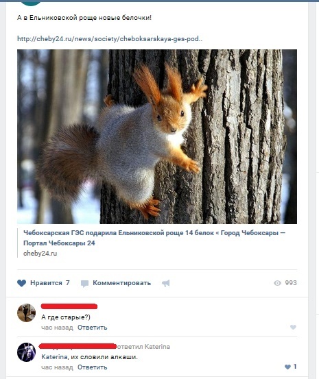 New squirrels have arrived! - My, Images, Comments, In contact with, Screenshot