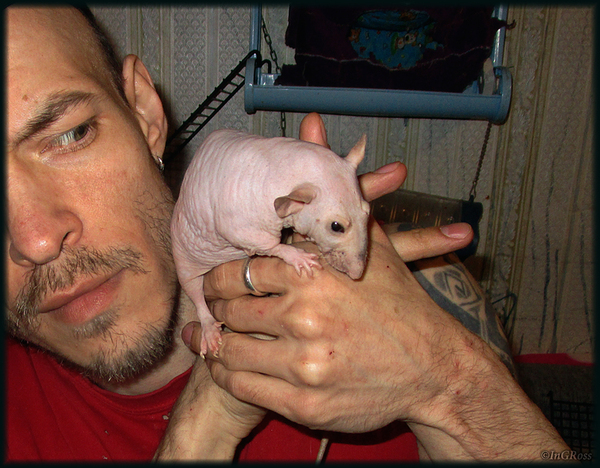 Ross and Zyuzyuka - Man and rat. (Ross on the left ^_^) - My, My, Rat, Sphinx, Decorative rats, Rat Chronicles, , The photo