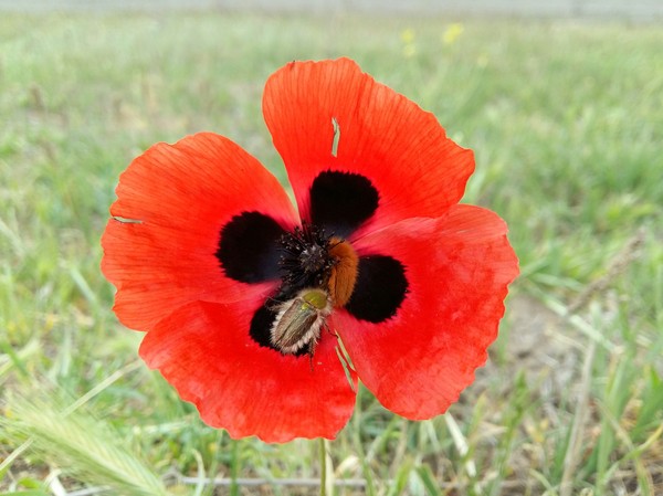 I just wanted to share a drop of spring ...))) - My, Poppy, Spring, 