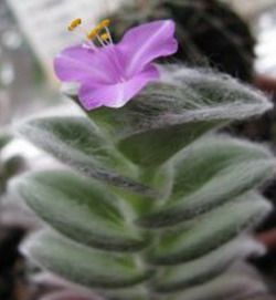 Plants for the winter garden. - Winter Garden, Plants, Tradescantia, , , , , Longpost