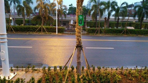 In China, droppers are placed not only on people, but also on trees. - My, China, Palm trees, Dropper