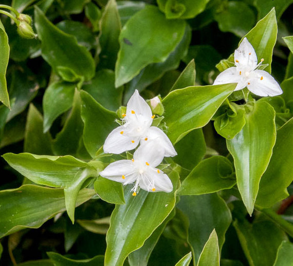 Plants for the winter garden. - Winter Garden, Plants, Tradescantia, , , , , Longpost