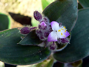 Plants for the winter garden. - Winter Garden, Plants, Tradescantia, , , , , Longpost