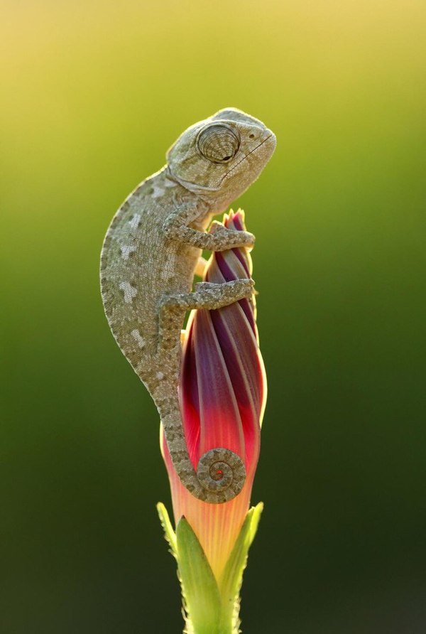 The disguise has begun - Chameleon, Flowers, Nature