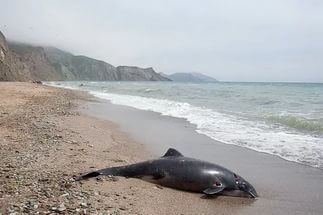 An ambulance called for a dead dolphin - Ambulance, Sochi, Fake call, , Dolphin