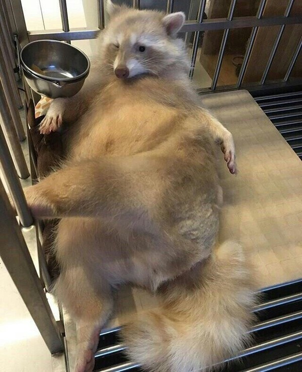 Planned a lot of things for the weekend... But in the end, as always - Raccoon, Laziness, Albino, Fatty, Excess weight