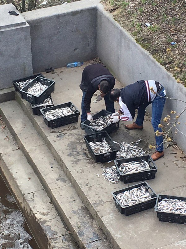 Why You Shouldn't Buy Smelt on the Street - Smelt, Saint Petersburg, Do not do like this