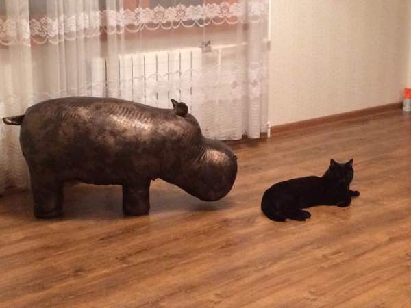 Behemoth cat. or vice versa :) - Cat hippo, hippopotamus, Black cat, cat, My