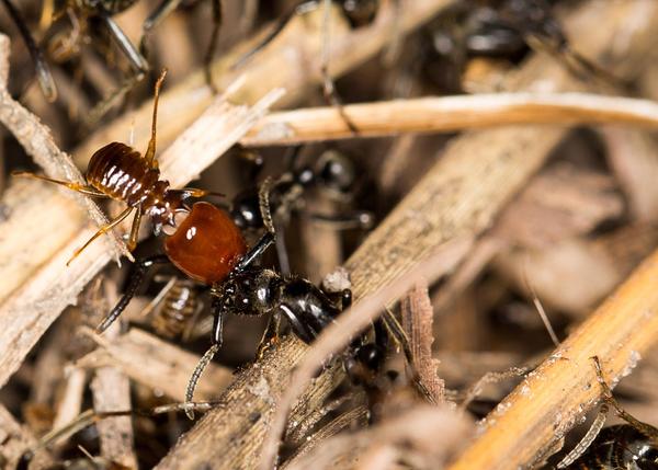 PHENOMENON | ANTS RESCUE WOUNDED RELATIVES - Ants, Nature, Phenomenon, , The soldiers, Honor, Raid, Longpost