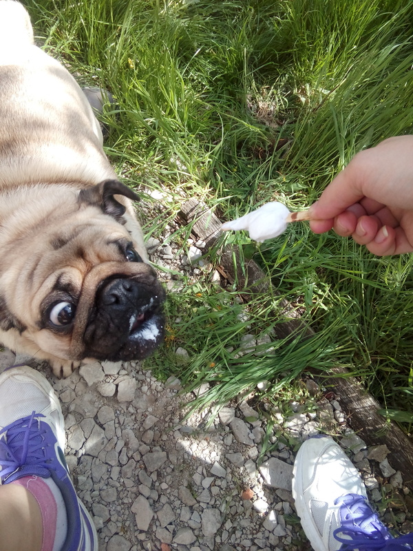 crazy dog) - Dog, , Food