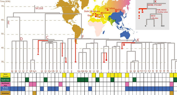 The Genetic Pathway of the Y Chromosome: Changes in Time and Space - Gene pool, , Haplogroup, Г–tzi, DNA, Agriculture, Neolithic, Migration, Longpost