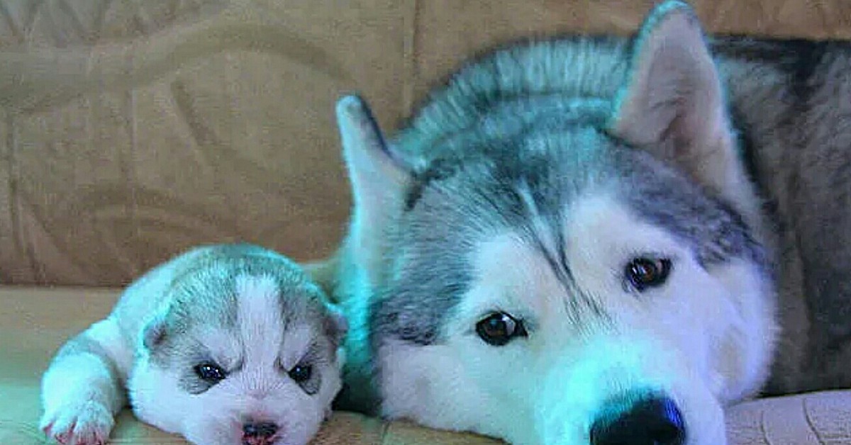 Где Купить Щенка Хаски