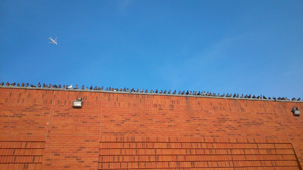 Picture - Images, Pigeon, Wall, My