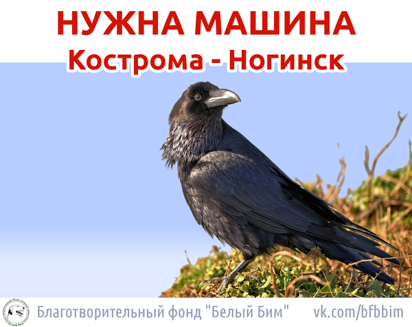 Помогите перевезти раненую птицу из Костромы в Ногинск