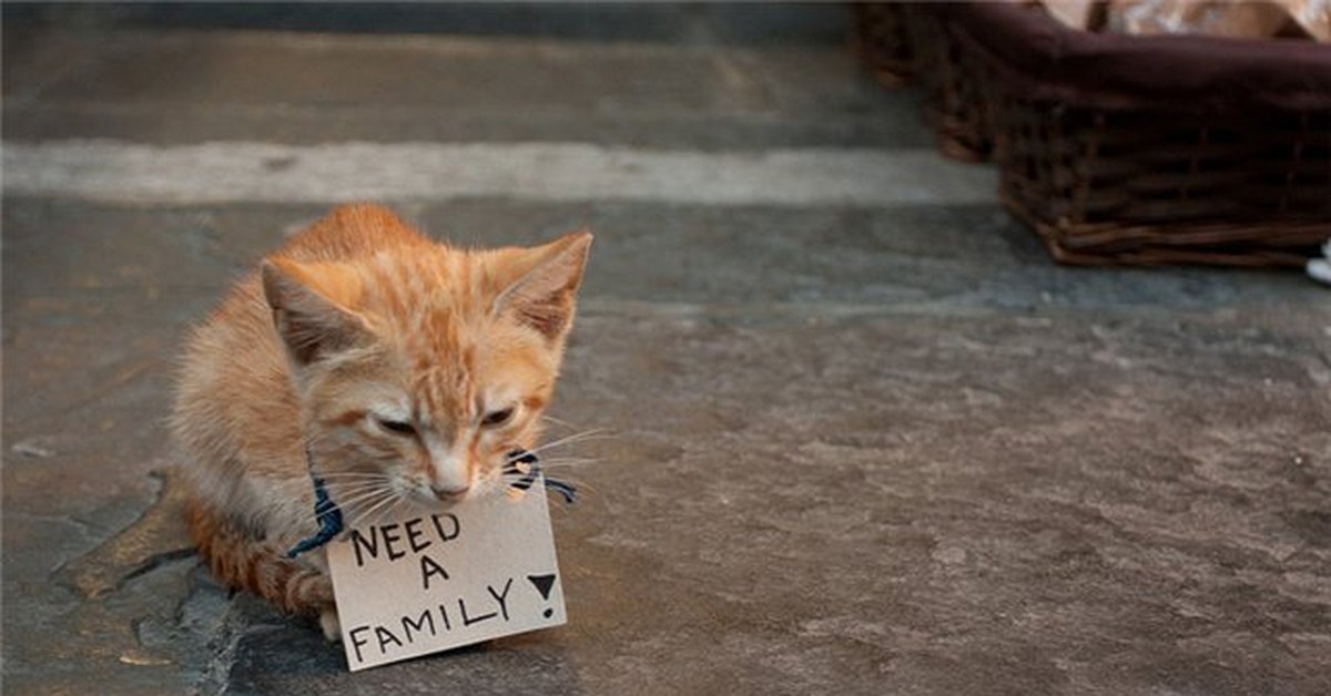 Жалко 10. Брошенные кошки. Бездомные котята. Брошенные котята на улице. Бедные котята на улице.
